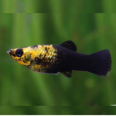 Half Black Orange Molly - L