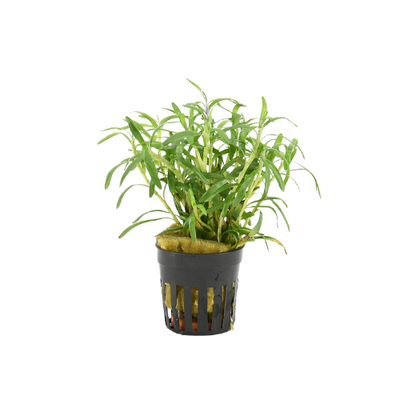 Heteranthera Zosterifolia