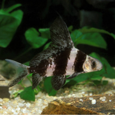 Hi Fin Loach