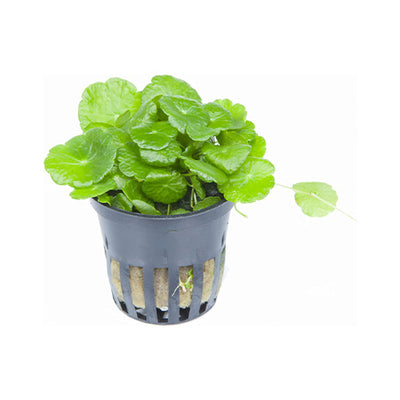 Hydrocotyle Marble