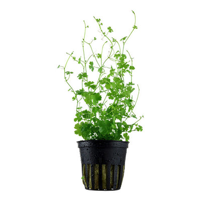 Hydrocotyle Tripartita