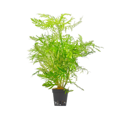 Hygrophila Difformis