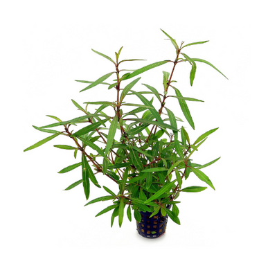 Hygrophila 'Araguaia'