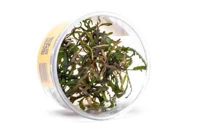 Hygrophila Pinnatifida T/C