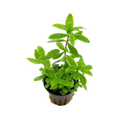 Hygrophila Polysperma 'Big Leaf'