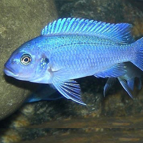 Ice Blue Cichlid - 4"