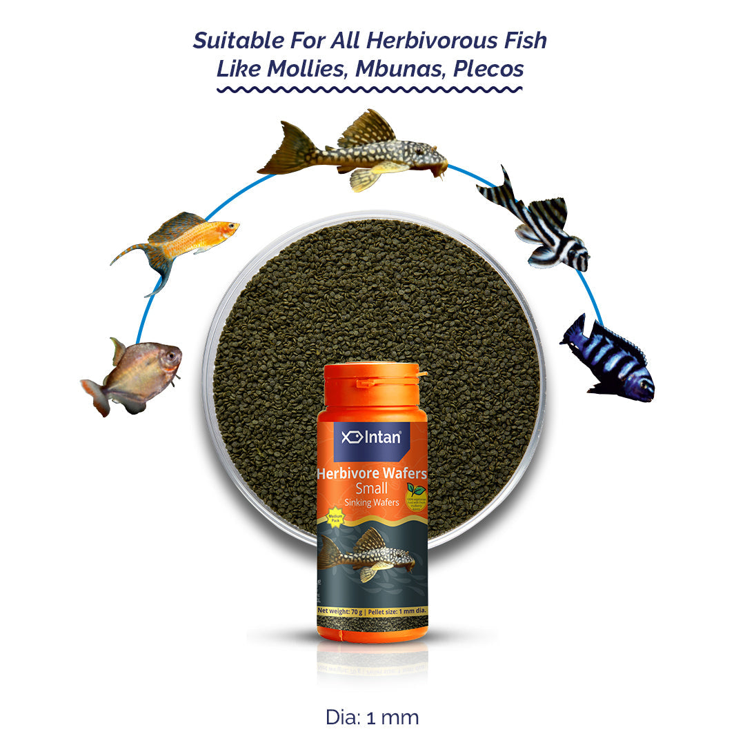 Herbivore Small Sinking Wafers fish food