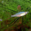 Threadfin Rainbowfish- 2.5cm
