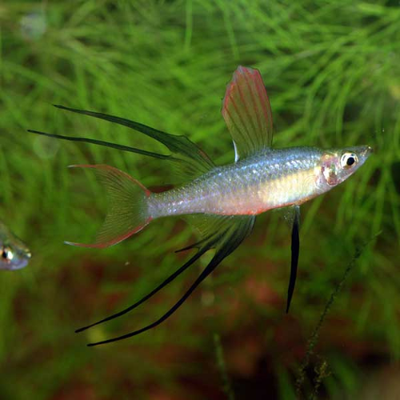 Irian Therina - 2.5cm