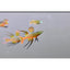 Threadfin Rainbowfish- 2.5cm