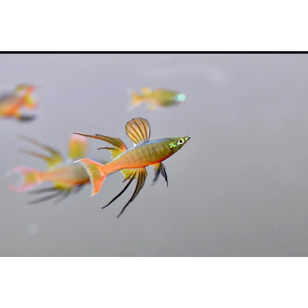 Threadfin Rainbowfish- 2.5cm