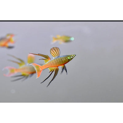 Threadfin Rainbowfish- 2.5cm