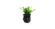 Microsorum Windelop Mini
