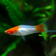 Kohaku Swordtail - L