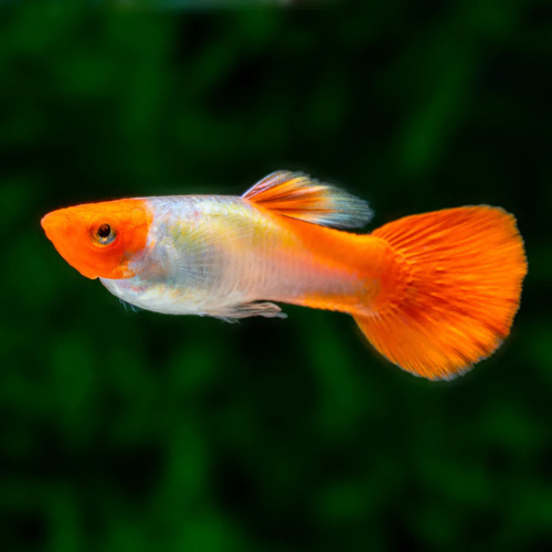 Koi Guppy - L
