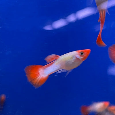 Guppy Miracle Koi Red - L