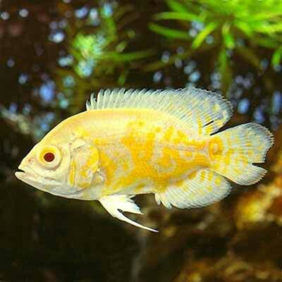 Lemon Oscar - 7.5cm