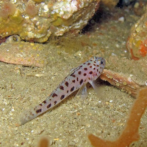 Leopard Goby