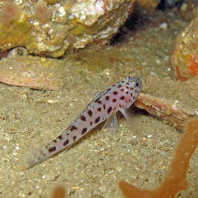 Leopard Goby