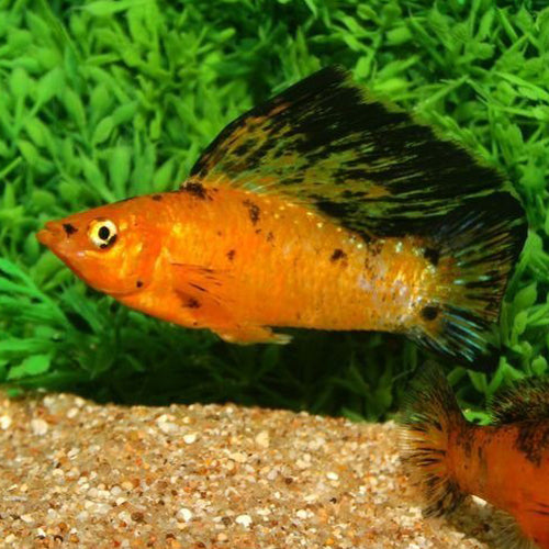 Leopard Sailfin Molly
