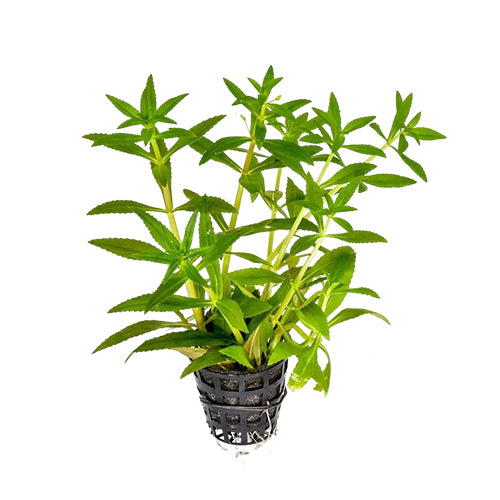 Limnophila Aromatica