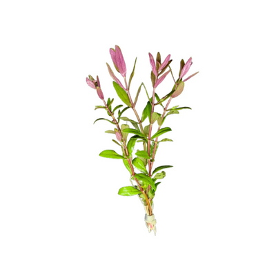 Limnophila Aromatica 'Hybrid Purple'