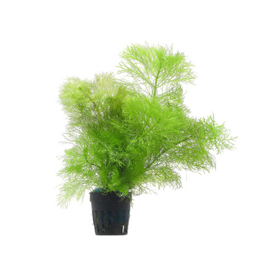 Limnophila Indica