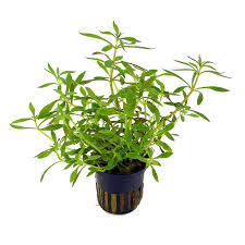 Limnophilla Hippuroides