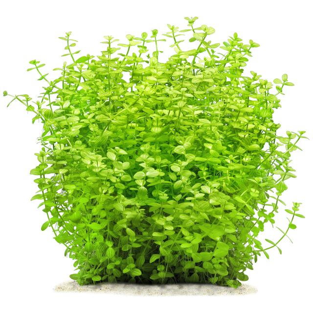 Lindernia Rotundifolia Variegatus