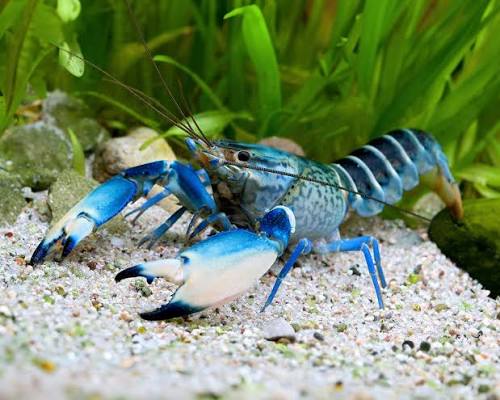 Bluemoon Snake Skin Magenta Lobster