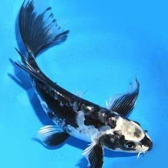 Koi Carp Black Veiltail 8-9cm
