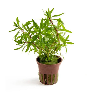 Ludwigia Inclinata Cuba