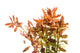 Ludwigia Baravipes