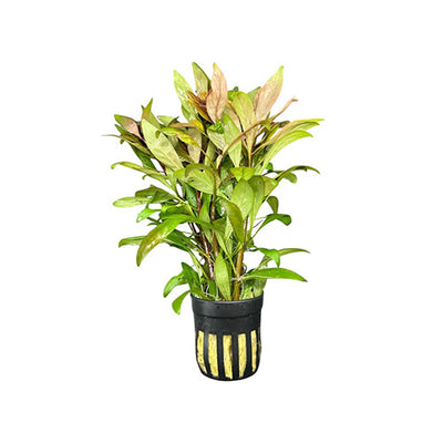 Ludwigia Inclinata