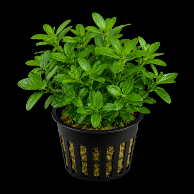 Ludwigia Inclinata Green