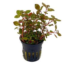 Ludwigia Natan Palustris Emersid