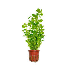 Ludwigia Natan Palustris Green