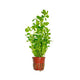 Ludwigia Natan Palustris Green
