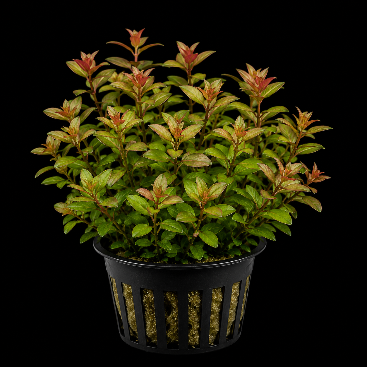 Ludwigia Natan Palustris Submesed