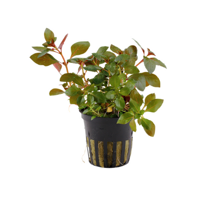 Ludwigia Repens 'Rubin'