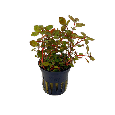 Ludwigia Super Red Bonsai