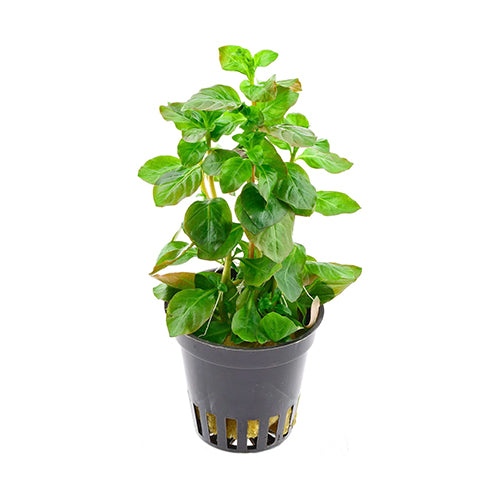 Ludwigia Ovalis
