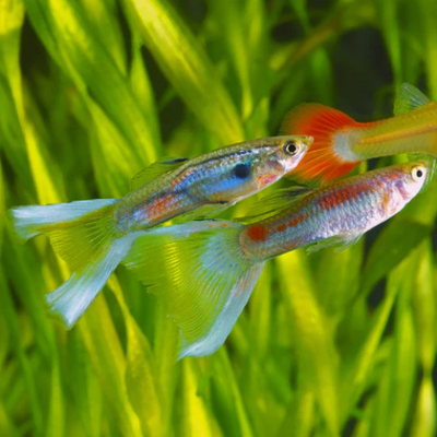Lyretail Guppy