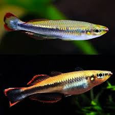 Madagascar Rainbow 4CM
