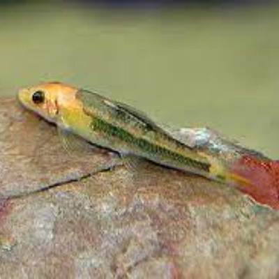 Marble Algae Eater - 5cm