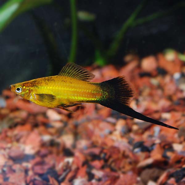 Swordtails Marigold Wagging Tails - L