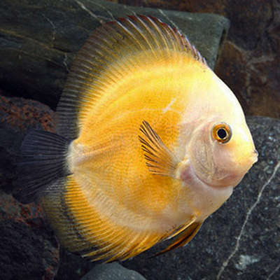 Marlboro Yellow Discus - 6cm