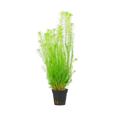 Mayaca Fluviatilis