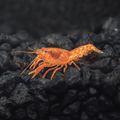 Mexican Dwarf Crayfish - 2cm