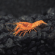 Mexican Dwarf Crayfish - 2cm